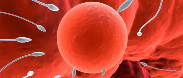 2.EMBRİYO TRANSFER EDİLEN ÇİFTLERDE BAŞARI ŞANSI NE KADARDIR?